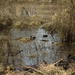 American Coot