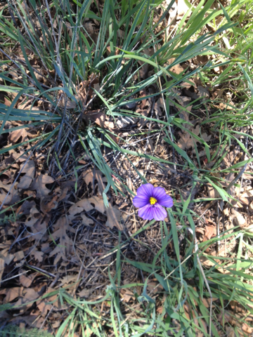 Sisyrinchium bellum