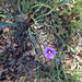 western blue-eyed grass