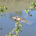 Pond and Box Turtles