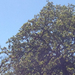 Yellow-billed Magpie