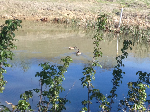 Branta canadensis