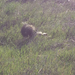 Striped Skunk