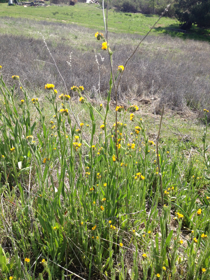 Amsinckia