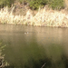 Bufflehead