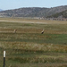 Sandhill Crane