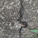 Northwestern Garter Snake