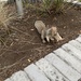 Douglas' Ground Squirrel