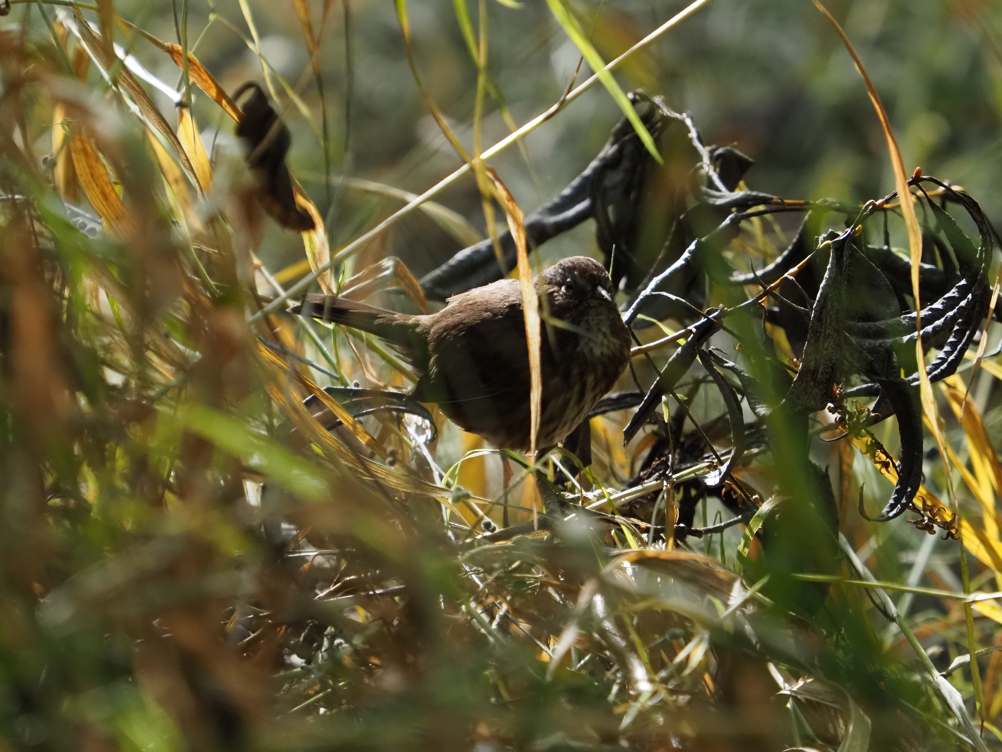 Melospiza melodia