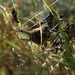 Song Sparrow