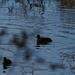 American Coot