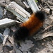 Isabella Tiger Moth