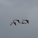 Sandhill Crane