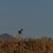 Dark-eyed Junco
