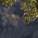Yellow-rumped Warbler