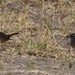White-crowned Sparrow