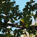 Bushtit