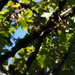 Downy Woodpecker