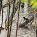 Wood Duck