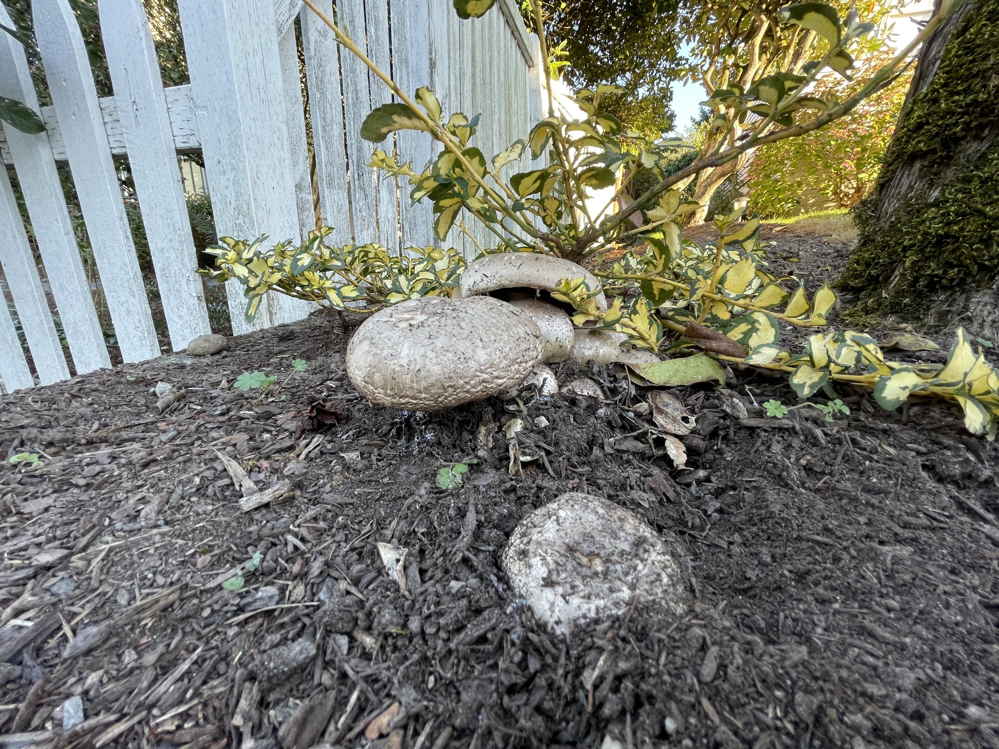 Fungi