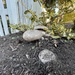 Fungi Including Lichens