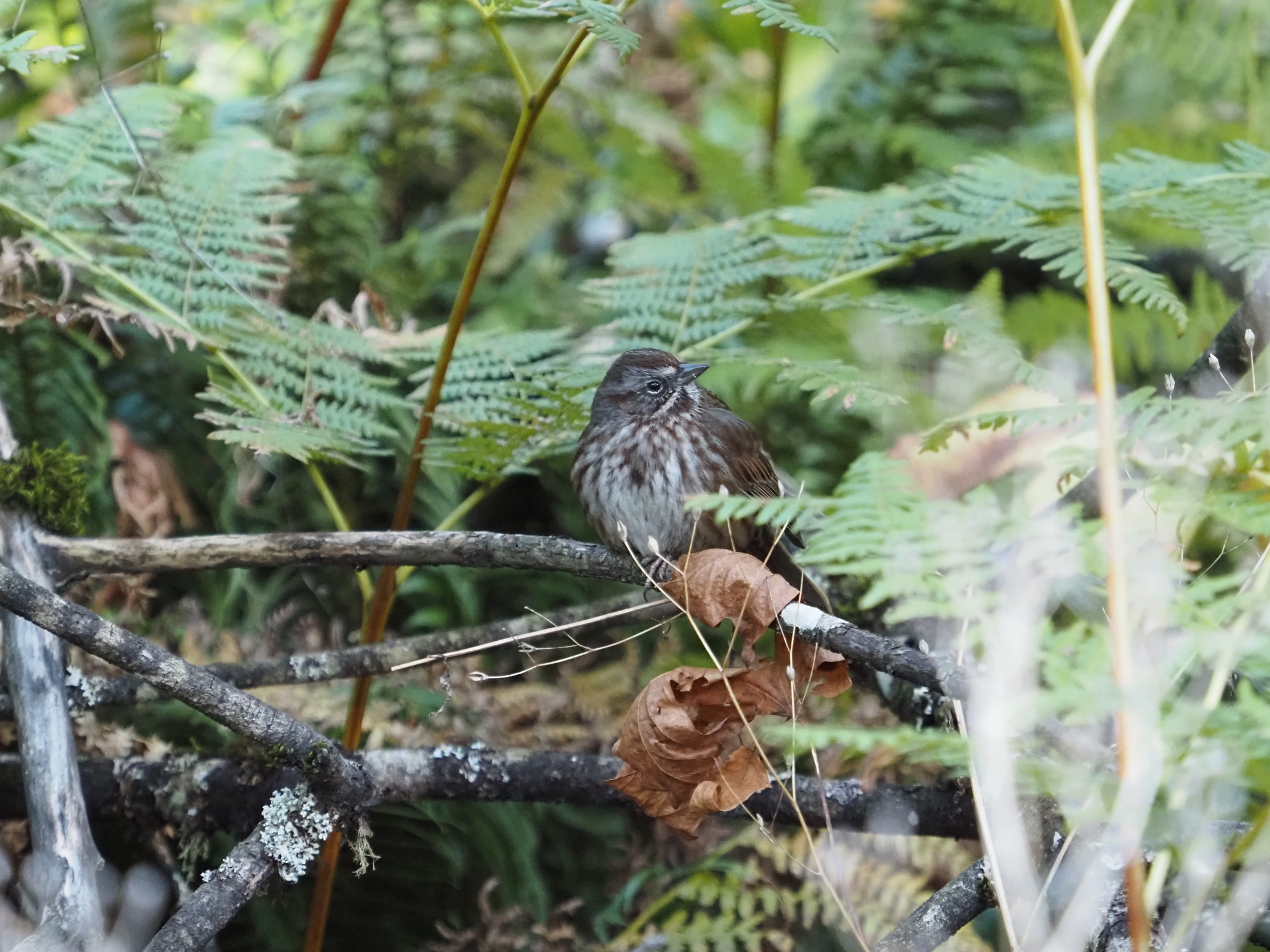 Melospiza melodia