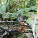 Song Sparrow