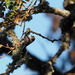 Bushtit
