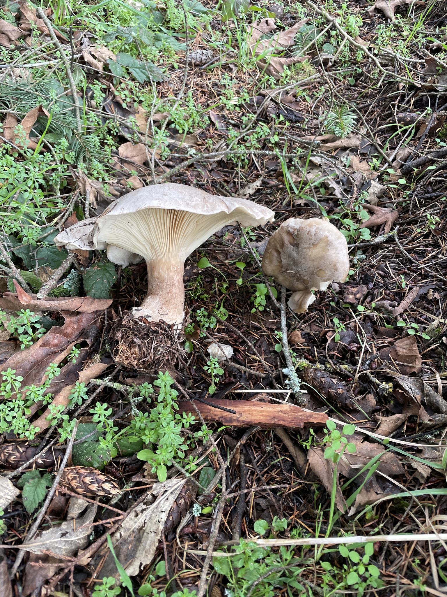 Agaricomycetes