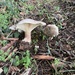 mushrooms, bracket fungi, puffballs, and allies
