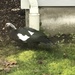 Domestic Muscovy Duck