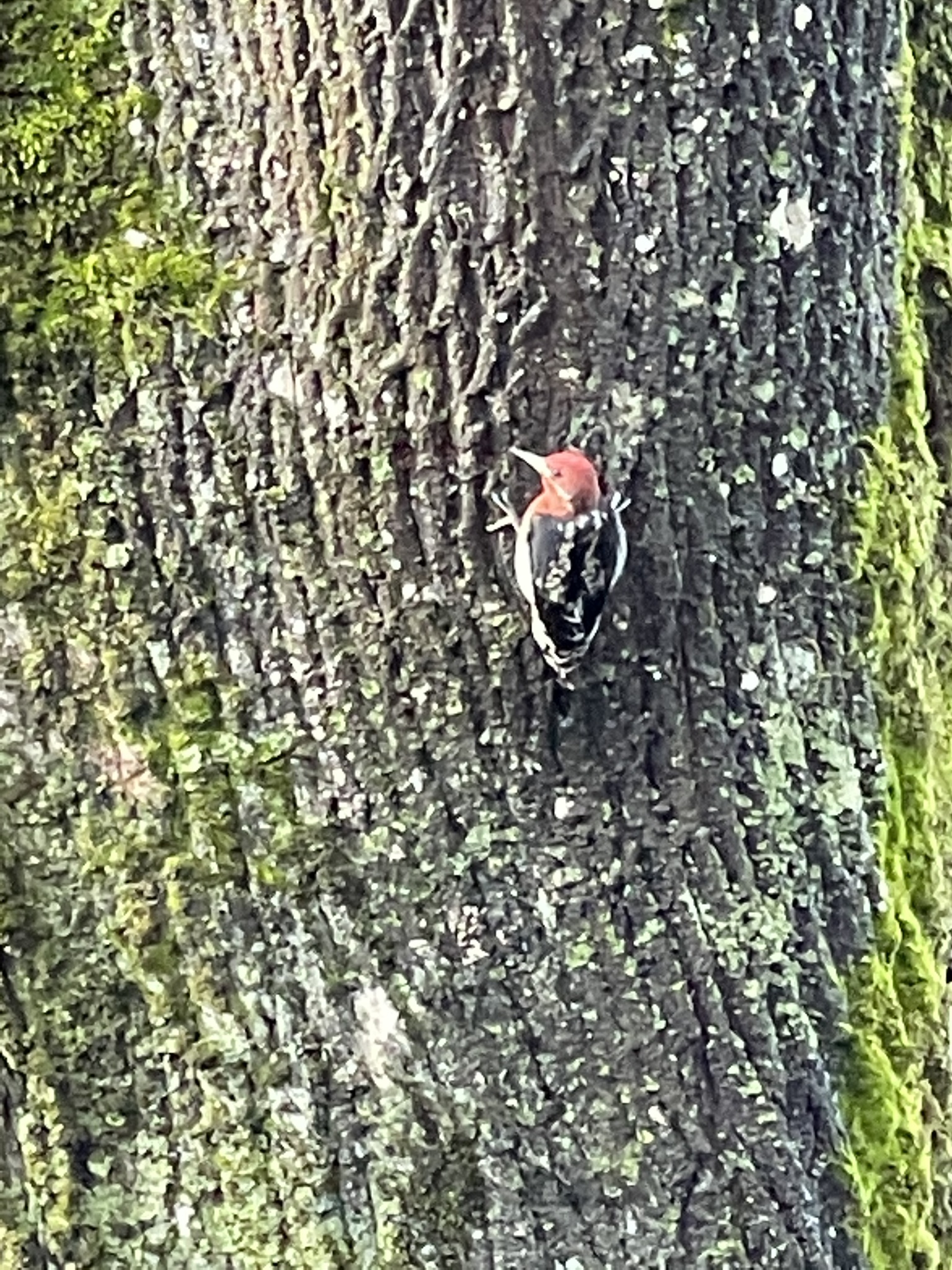 Sphyrapicus ruber