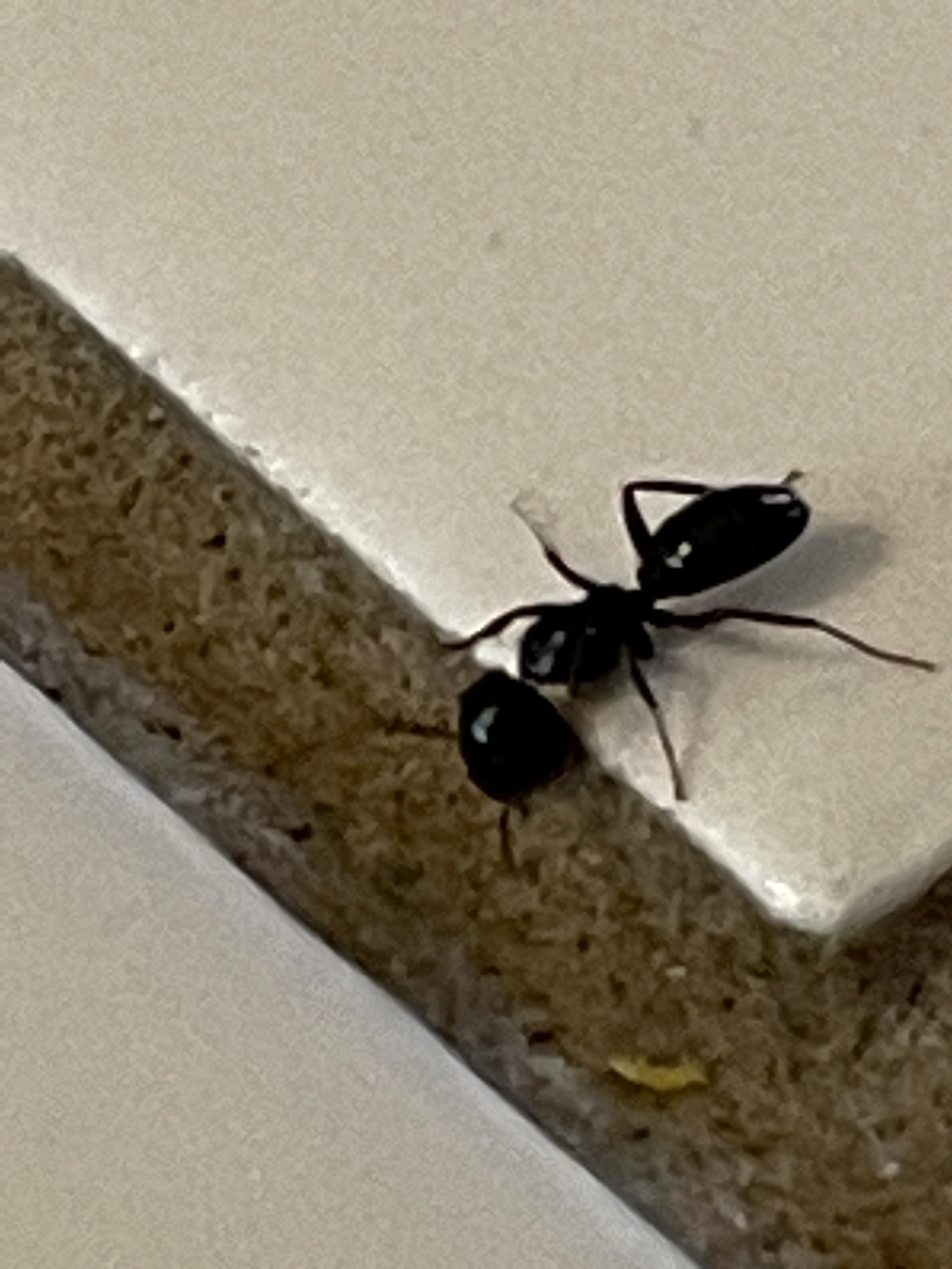 Myrmentoma
