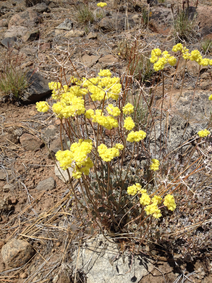 Eriogonum umbellatum