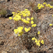 sulfur buckwheat