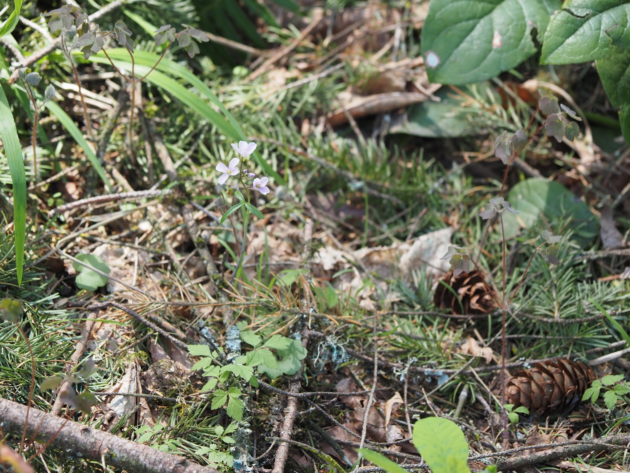 Cardamine nuttallii