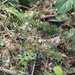 Nuttall's toothwort