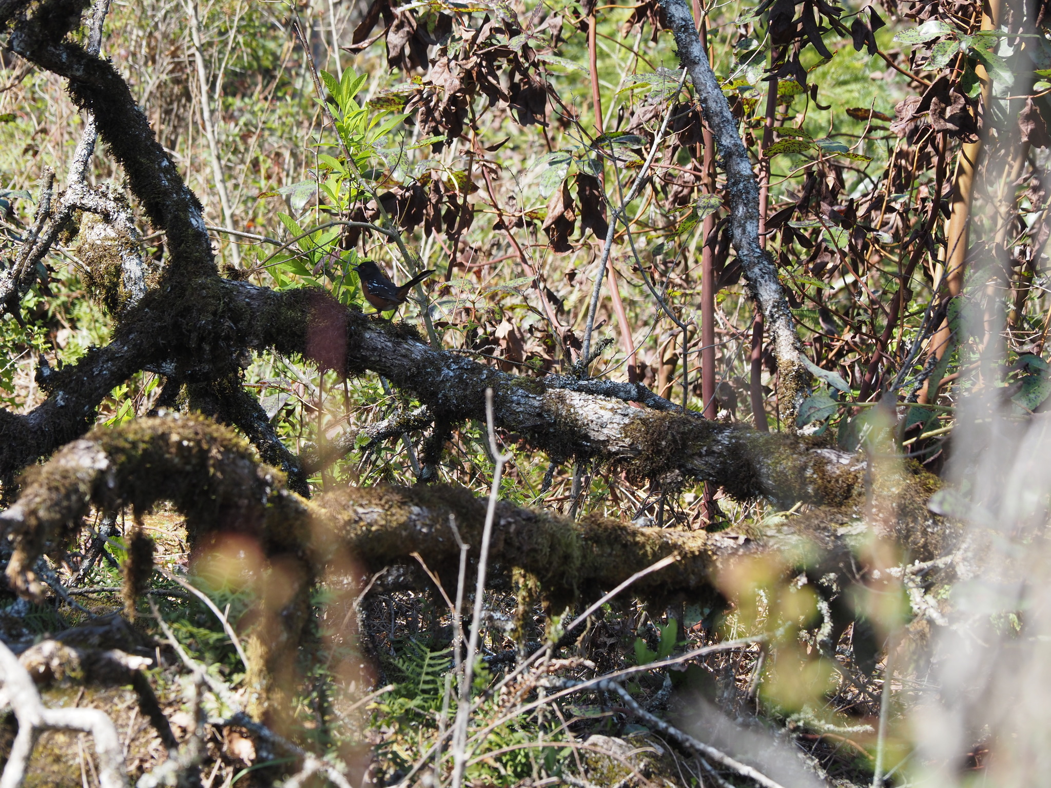 Pipilo maculatus