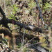 Spotted Towhee