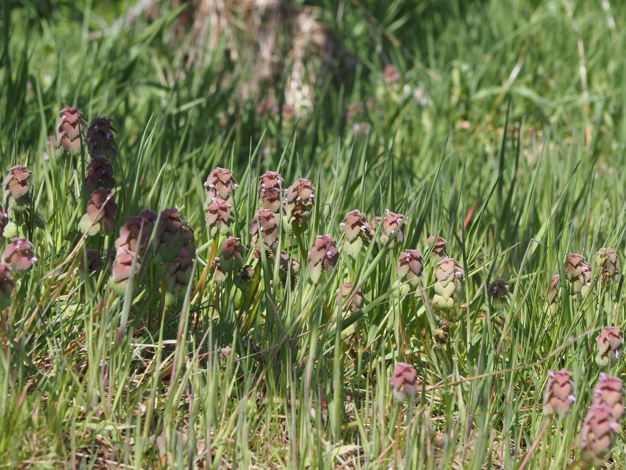 Lamium purpureum