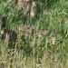 red deadnettle