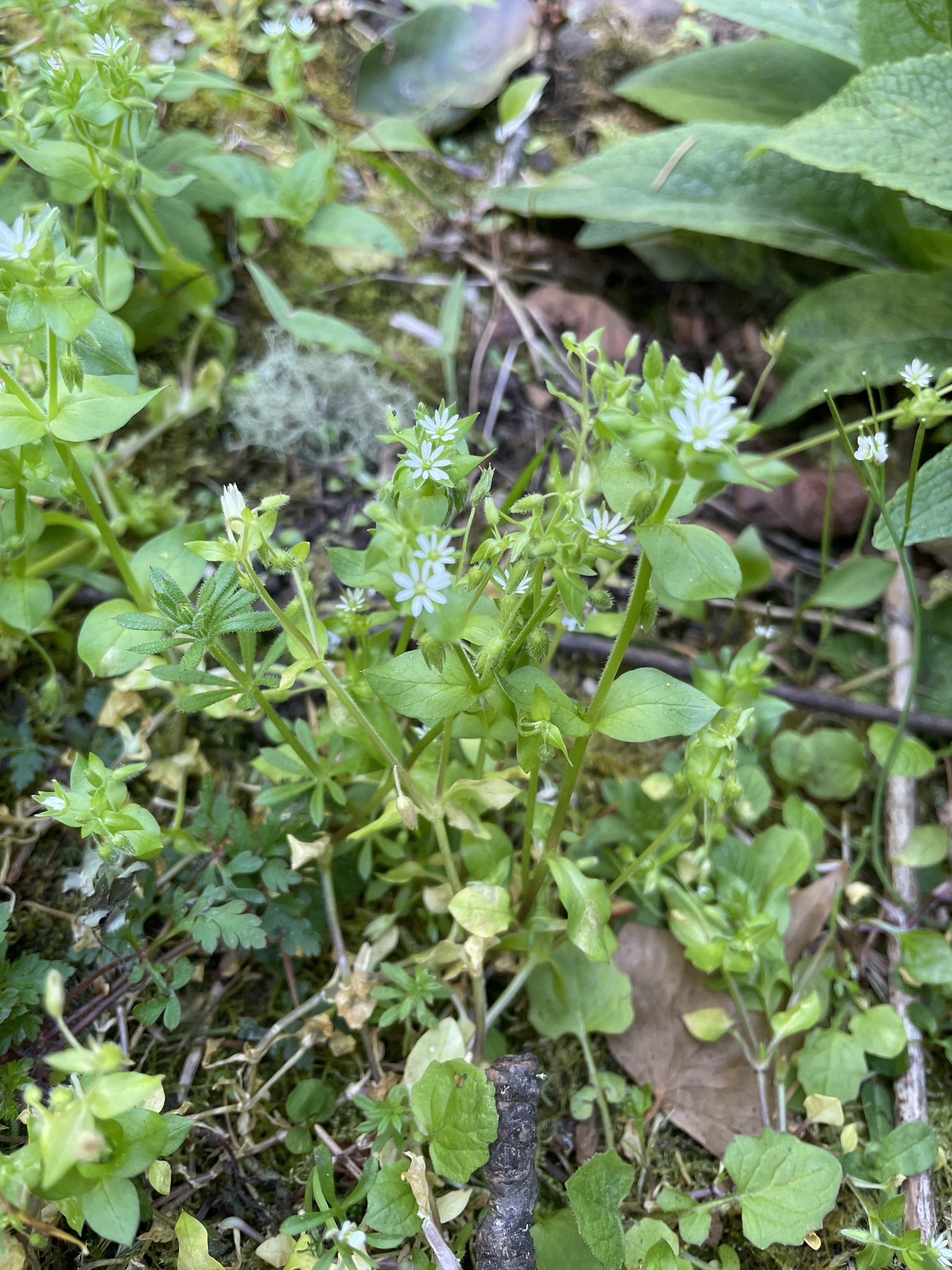Stellaria media