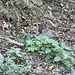 Townsend's Chipmunk
