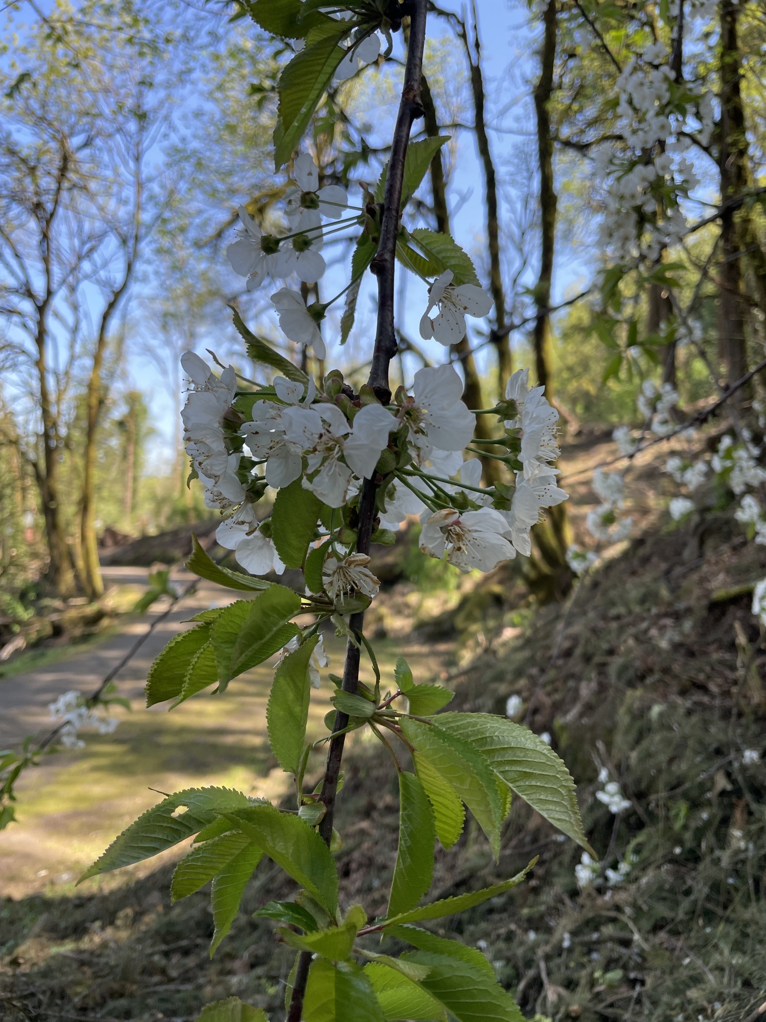 Prunus avium