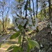 wild cherry