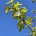 bigleaf maple
