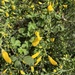 Scotch Broom