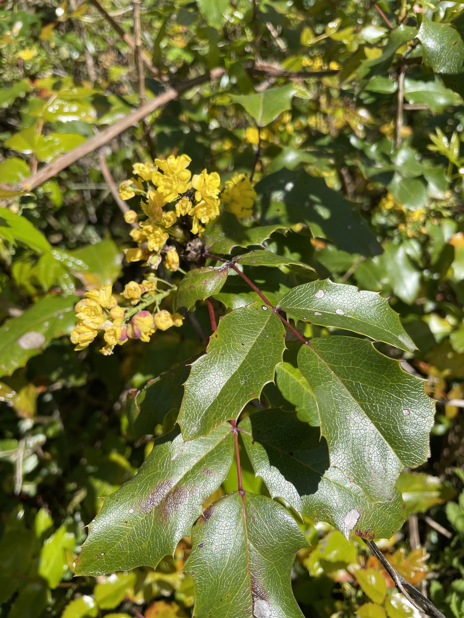 Berberis aquifolium