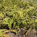 licorice fern