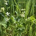 coastal manroot
